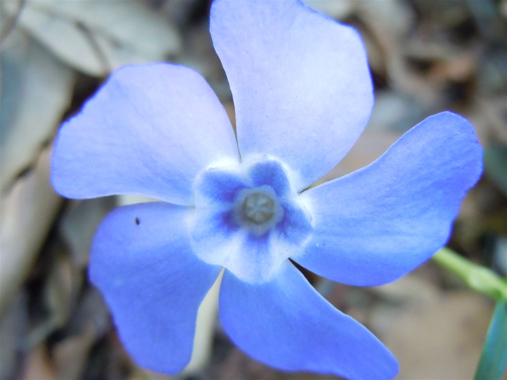 Fiori blu-violacei - Vinca minor L.